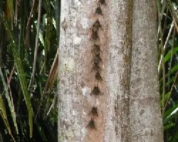 Rhynchonycteris naso