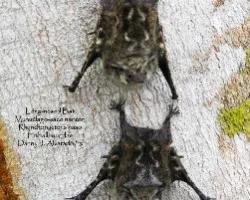 Rhynchonycteris naso