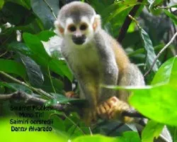 Saimiri oerstedii