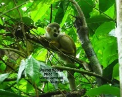 Saimiri oerstedii oerstedii