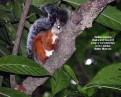 Sciurus variegatoides