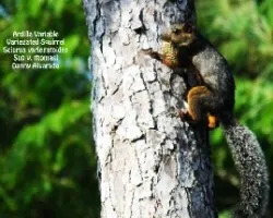 Sciurus variegatoides