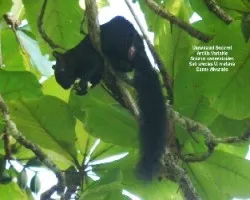 Sciurus variegatoides