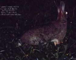 Sylvilagus floridanus