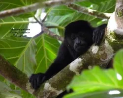 Alouatta palliata