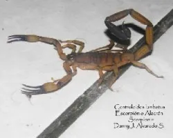 Centruroides limbatus