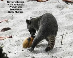 Procyon lotor
