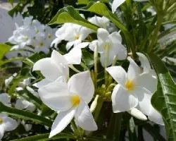Plumeria alba