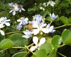 Apis mellifera
