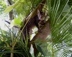 Felis silvestris catus