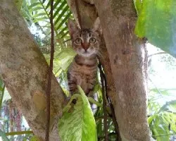 Felis silvestris catus