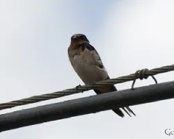 Hirundo rustica