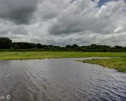 Laguna de caño negro