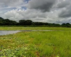 Laguna de caño negro