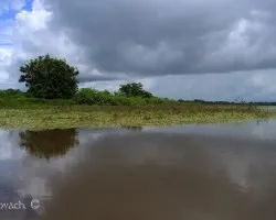Laguna de caño negro