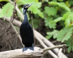 Phalacrocorax brasilianus