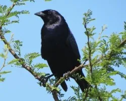 Molothrus bonariensis