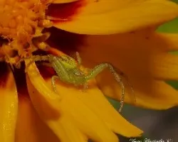 Arañita cangrejo verde