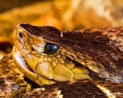 Bothrops asper