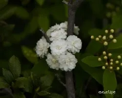 Spiraea arguta 