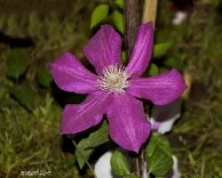 Clematis