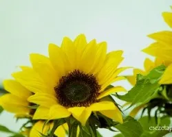 Helianthus sp