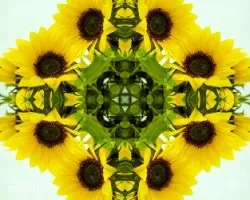 Girasoles
