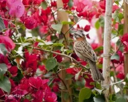 Zonotrichia capensis