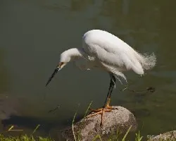 Egretta thula