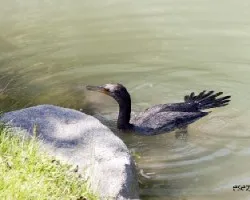 Phalacrocorax brasilianus