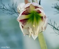 Hippeastrum  sp