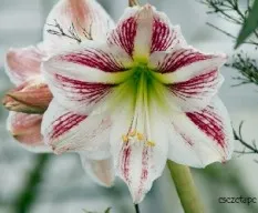 Hippeastrum  sp