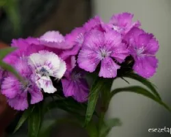  dianthus deltoides