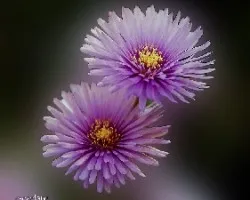Lampranthus roseus