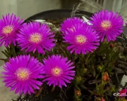 Lampranthus roseus