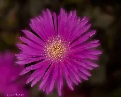 Lampranthus roseus 