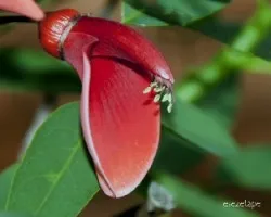 Erythrina crista-galli