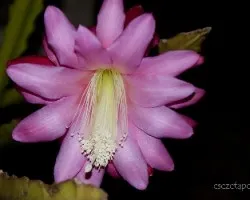 Epiphyllum