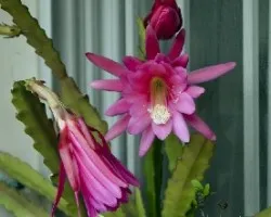 Epiphyllum
