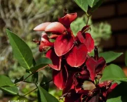 Erythrina crista-galli