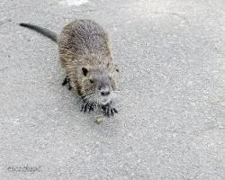 Myocastor coypus