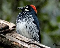 Melanerpes formicivorus