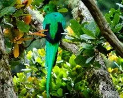 Pharomachrus mocinno