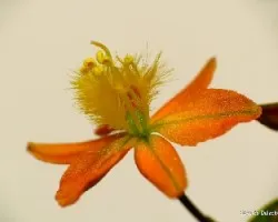 Bulbine frutescens