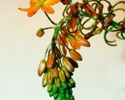 Bulbine frutescens
