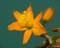 Bulbine frutescens