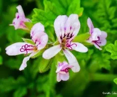 Pelargonium crispum
