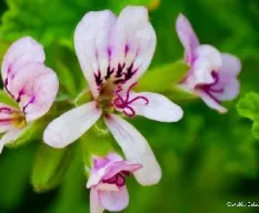 Pelargonium crispum