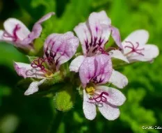 Pelargonium crispum