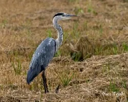 Ardea cinerea